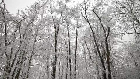 Slow motion passing snow covered trees in a landscape against a white sky. Stock Footage 149004711