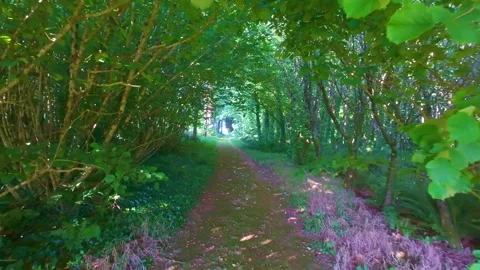 Slow motion path through archway of green leafy trees in woods Stock Footage 340442417