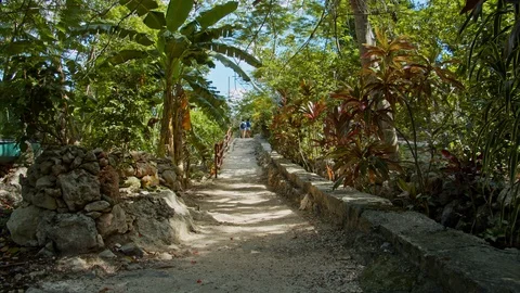 Slow motion of pathway inside the rain f... | Stock Video | Pond5