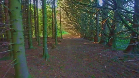Slow motion peaceful trail path between tall plantation pine trees Stock Footage 340440737
