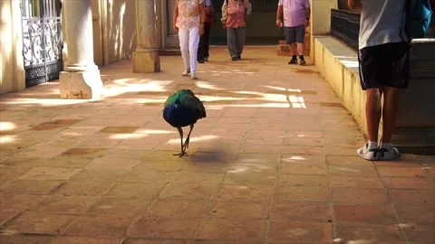 Slow motion of a peacock approaching straight ahead Stock Footage 241691156