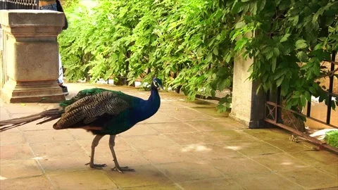 Slow motion of a peacock walking while moving its head Stock Footage 241691158