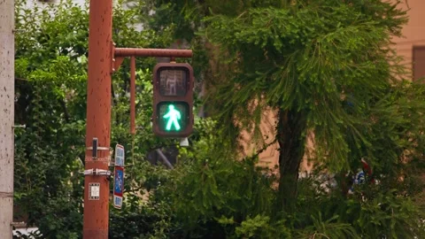 Slow motion of pedestrian lights changing near green trees in warm evening light Stock Footage 321144453