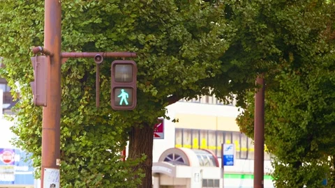 Slow motion of pedestrian lights turning from red to green on street with trees Stock Footage 321361655
