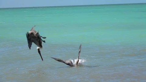 SLOW MOTION: Pelican birds catching fish descending from the sky into the sea Stock Footage