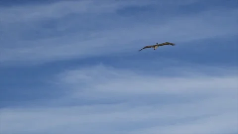 Slow motion Pelican with blue background. 库存影片 133374138