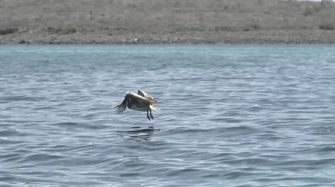 Slow Motion Pelican Over Ocean Stock Footage 22110848