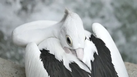Slow Motion - Pelican Resting Stock Footage 81384053