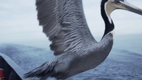 Slow motion pelican take off Stock Footage 74901151