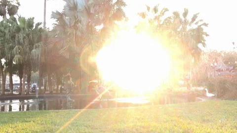Slow motion of Pelican walking out of sunlight. Stock-Footage 104618945