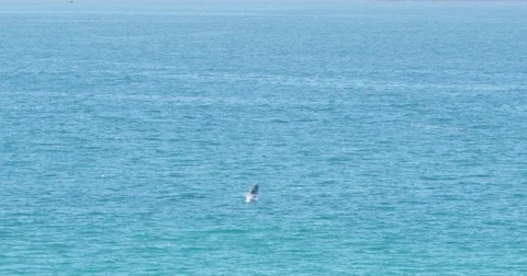 Slow motion of Pelicans diving and catching fish at Seal Beach with ships in the Stock Footage 81555863