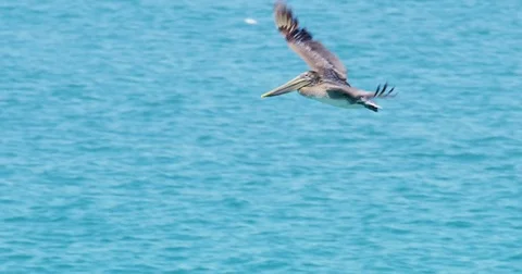 Slow motion of Pelicans flying at Seal Beach, California Stock Footage 81554906