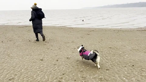 Slow motion of Pembroke Welsh Corgi chasing after young female owner on beach Stock Footage 301014357