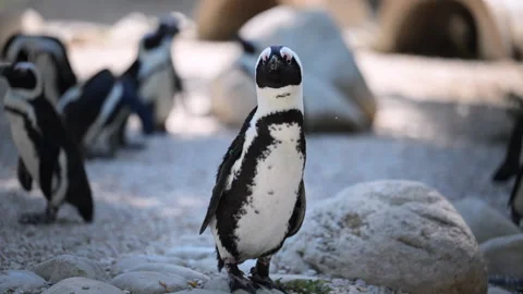 Slow motion penguin comedy moment in HD Stock Footage 318096861