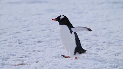 Slow Motion Penguin Walking on Snow and Ice in Antarctica, Gentoo Penguins on Stock Footage 298209361