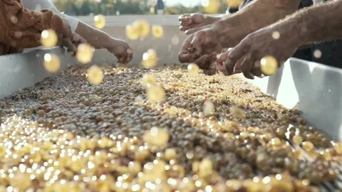 Slow motion of people at a sorting table cleaning grapes for the wine process. Vídeo Stock 238533433