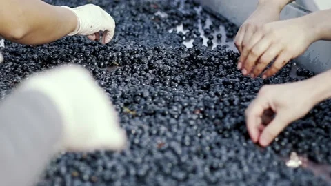 Slow motion of people at a sorting table cleaning grapes for the wine process. 库存影片 238535797
