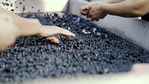 Slow motion of people at a sorting table cleaning grapes for the wine process. Stock Footage 238538391