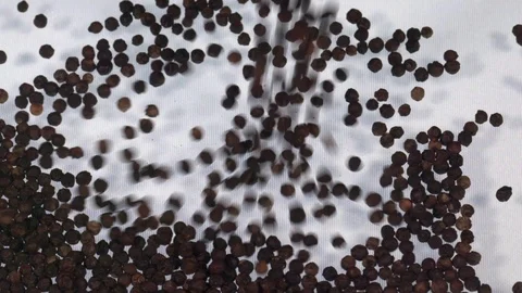 Slow Motion Pepper Corns on White Video stock 123255864