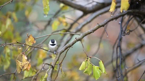 Slow motion of perched chickadee bird on tree high angle view, rain, flying Stock Footage 100271752