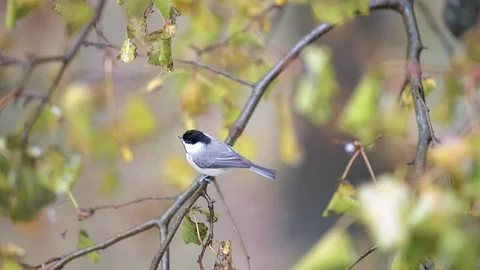 Slow motion of perched chickadee bird on tree high angle view, rain Video stock 100271777
