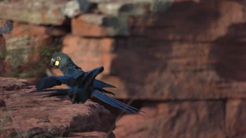 Slow Motion perched n flapping Endangered Lears Indigo Macaw parrot bird Stock Footage 327399815