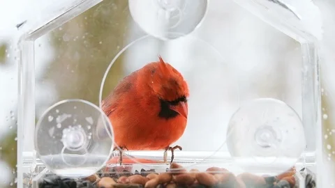 Slow motion of perched red cardinal bird, holding peanut, feeder, flying snowing Video stock 98616137