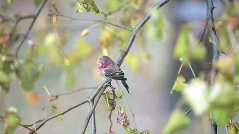 Slow motion of perched red house finch male bird on tree high angle view, rain Stock Footage 100271786