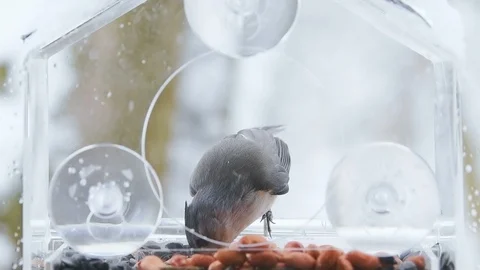 Slow motion of perched tufted titmouse, feeder, grabbing peanut, snowing Stock Footage 98616036