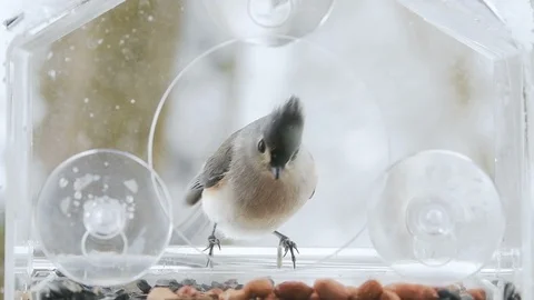 Slow motion of perched tufted titmouse, feeder, grabbing peanut, winter snowing Video stock 100513756