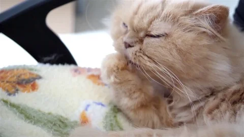 Slow motion of persian cat cleaning her palm on chair Stock Footage 75700169