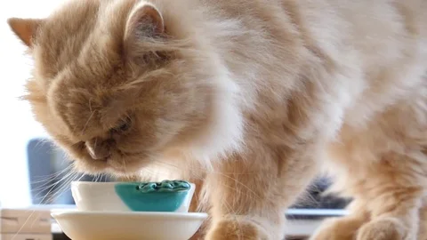 Slow motion of persian cat drinking water on the table Stock Footage 76487897