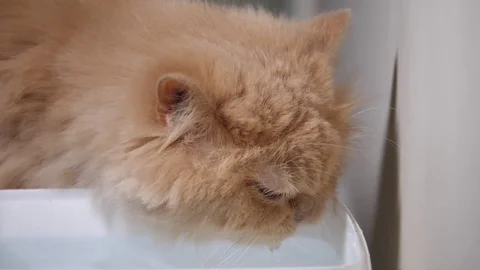 Slow motion of persian cat drinking water at home Stock Footage 79137922
