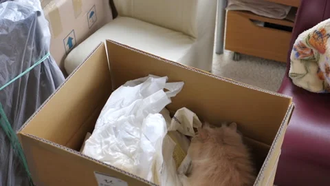 Slow motion of persian cat playing and hiding by bag inside box Stock Footage 104169613