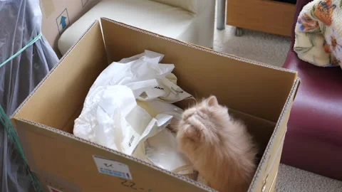 Slow motion of persian cat playing and hiding by bag inside box Video stock 104178052