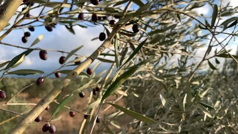 Slow motion from perspective of an olive tree Vidéo 170093266