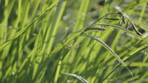 Slow motion  Pholcus phalangioides spider by early morning 4K footage 動画素材 195516740