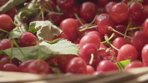 Slow Motion - Picked Cherries In A Basket Video stock 276193597
