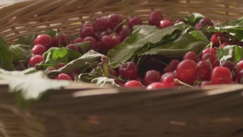 Slow Motion Picked Cherries Video stock 276193604