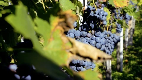 SLOW MOTION picking grapes on the vineyard during the vine harvest Vídeos de archivo 116776317