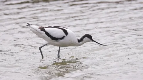 Slow Motion of Pied Avocet Pied Avocet foraging in shallow water Stock Footage 76583953