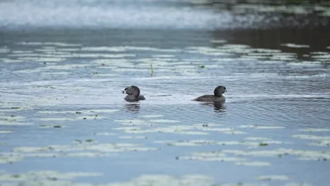 Slow Motion Pied-Billed Grebes Interacting on Water Among Lily Pads Stock Footage 337352861