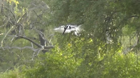 Slow motion of a Pied Kingfisher hovering, looking down Stock Footage 47411047