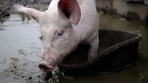 Slow motion pig stomping around in the slop of mud Stock Footage 162332832