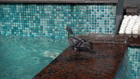 Slow Motion Pigeon Drinks Water in a Fountain Stock Footage 90652015