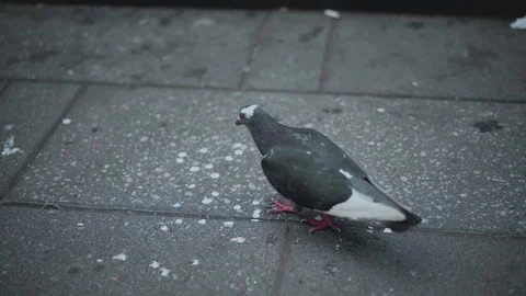 Slow Motion Pigeon 스톡 동영상 112243043