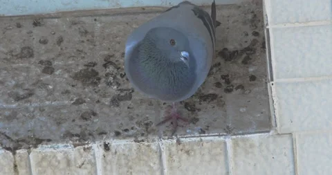 Slow motion Pigeon sitting on a ledge looking at the camera 0:13 Stock Footage 156460256