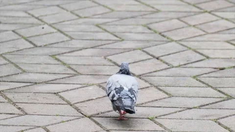Slow motion, a pigeon is walking Video stock 220572691