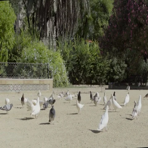 Slow motion of pigeons flock feeding in park Stock Footage 69464802