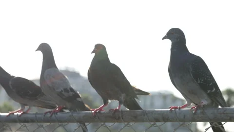 Slow motion of pigeons flying off ocean pier Stock Footage 170357473